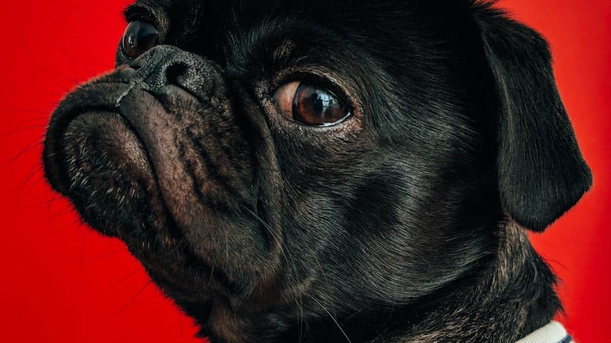 criar-um-artigo-sobre-primeiros-socorros-para-pets