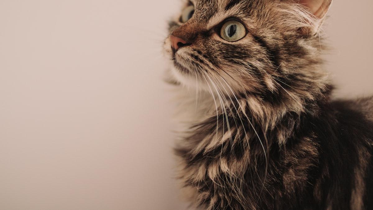 brinquedos-que-mantem-seu-gato-ativo-dentro-de-casa-