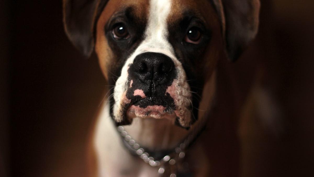 desvende-os-segredos-do-guia-de-vacinacao-para-cachorros-de-todas-as-idades-
