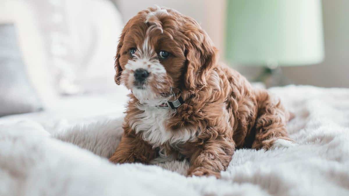 por-que-a-agua-e-vital-para-seus-pets-