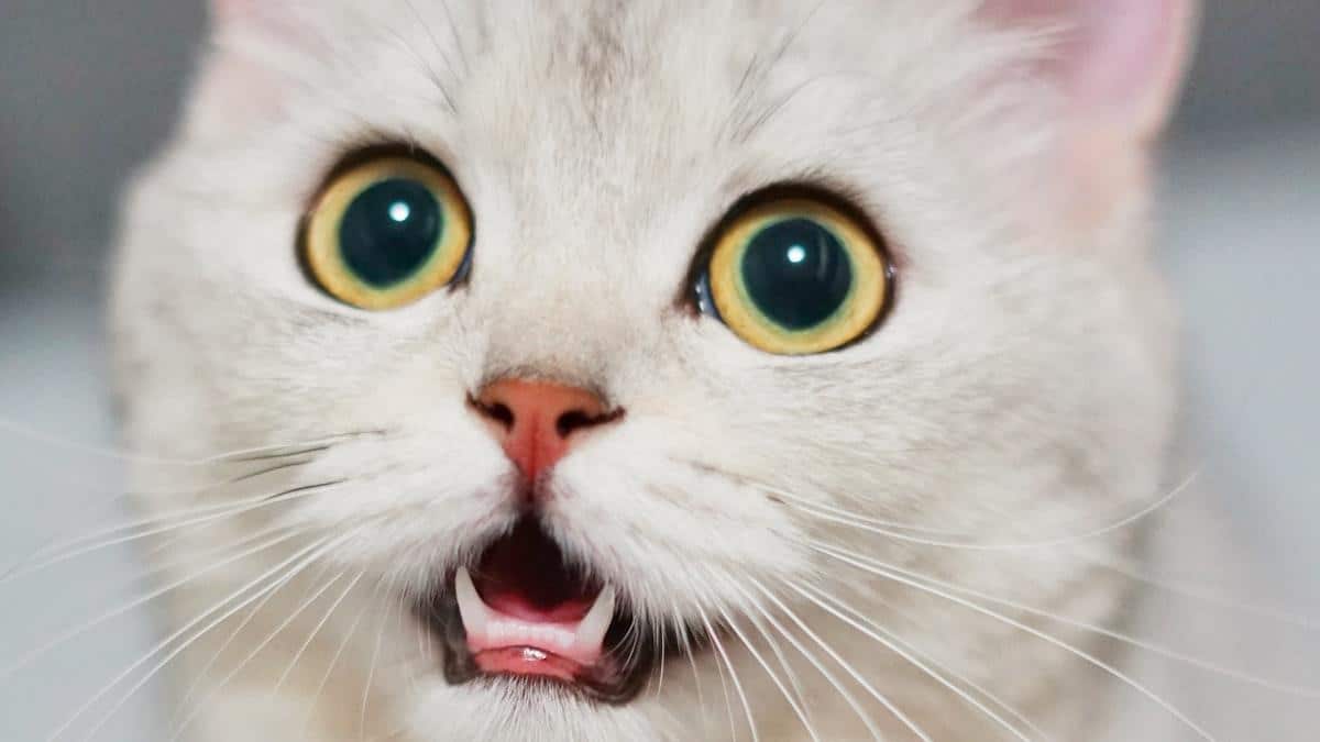 segredos-revelados-saude-do-seu-gato-em-foco-