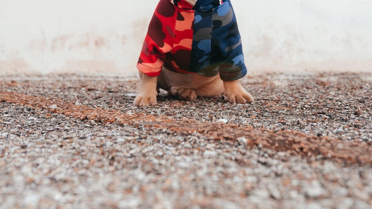 seu-pet-esta-ansioso?-aprenda-a-identificar-os-sinais-e-ajuda-lo-