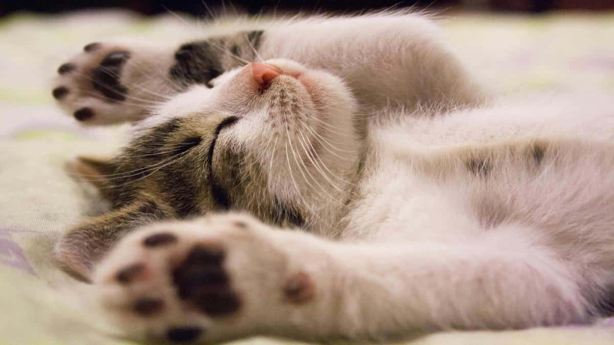 adestramento-de-gatos-dicas-essenciais