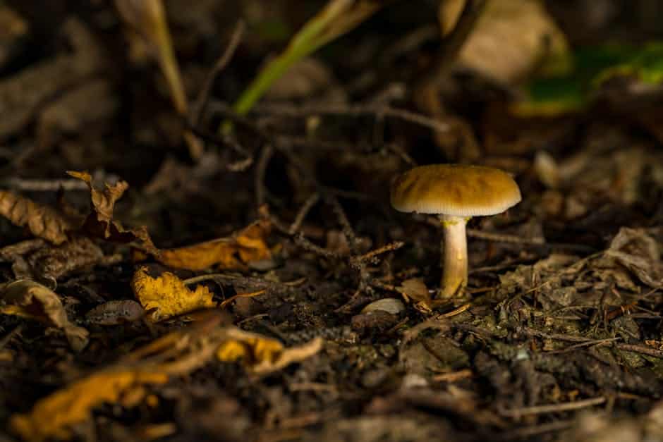 Alimentação Natural vs. Ração: Prós e Contras para o Seu Pet