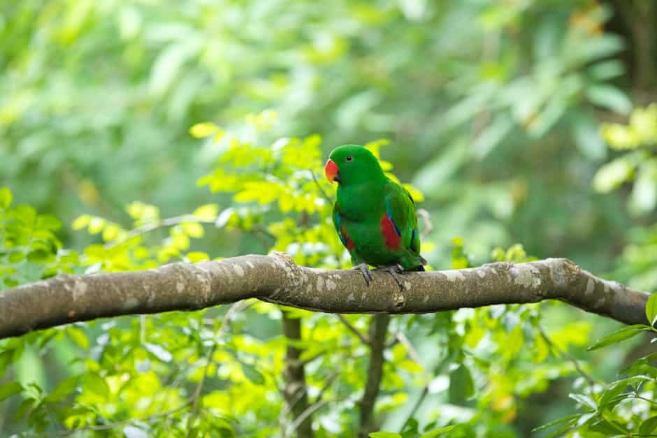 Consulta Veterinária: Como Garantir a Saúde do Seu Pet em Rondonópolis-MT