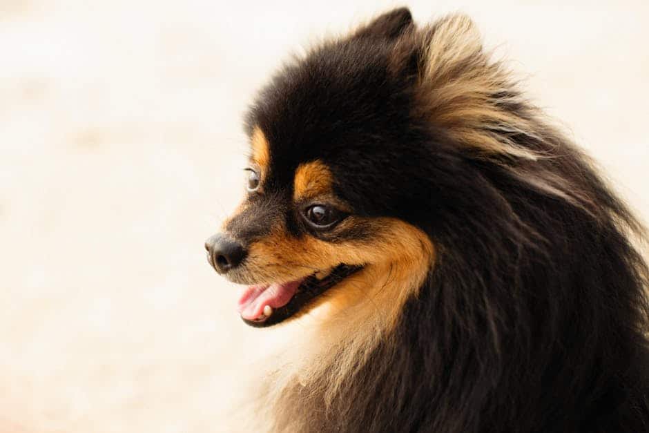 Vacinação: Protegendo a Saúde do Seu Animal