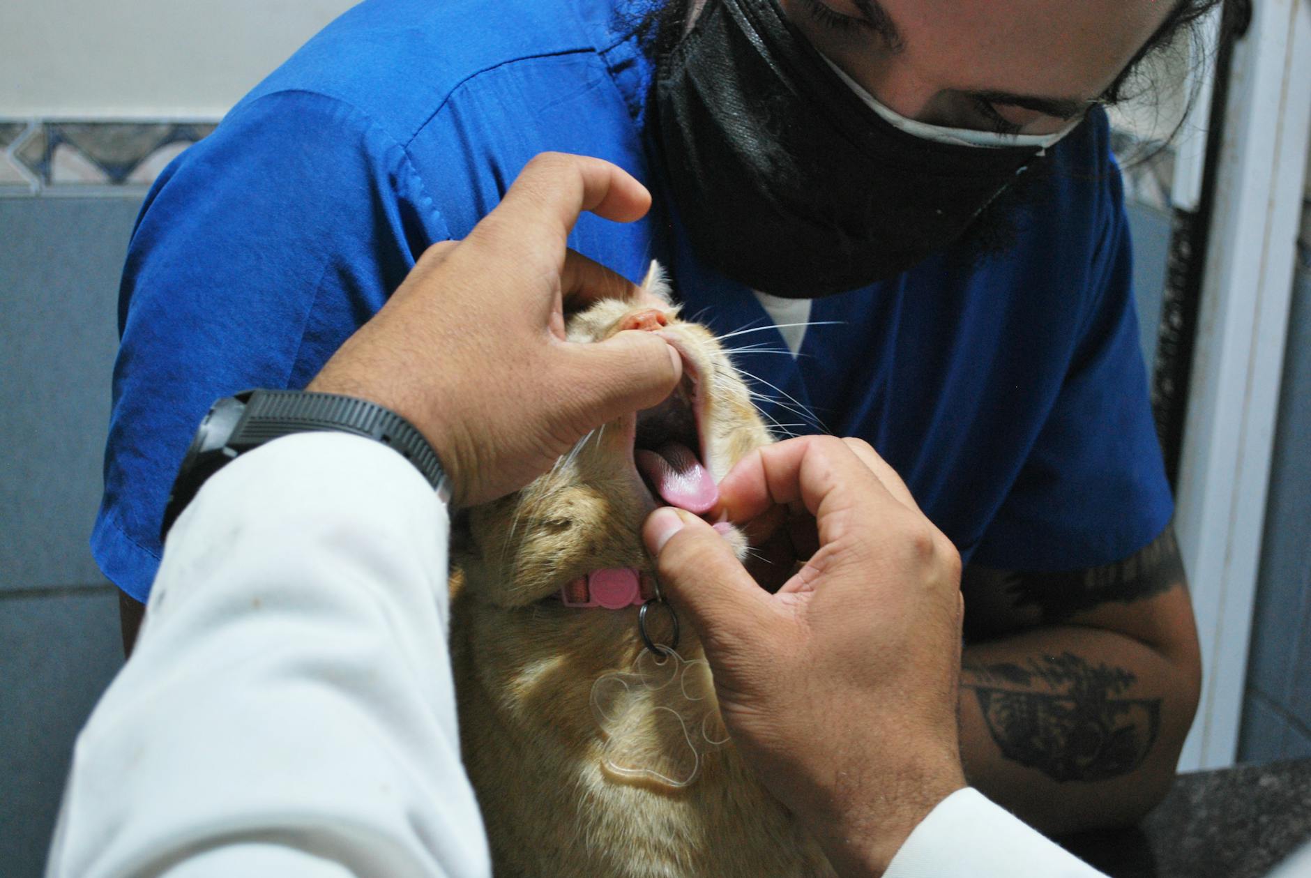 Atendimento Preventivo vs Emergência: Proteja seu Pet em Rondonópolis
