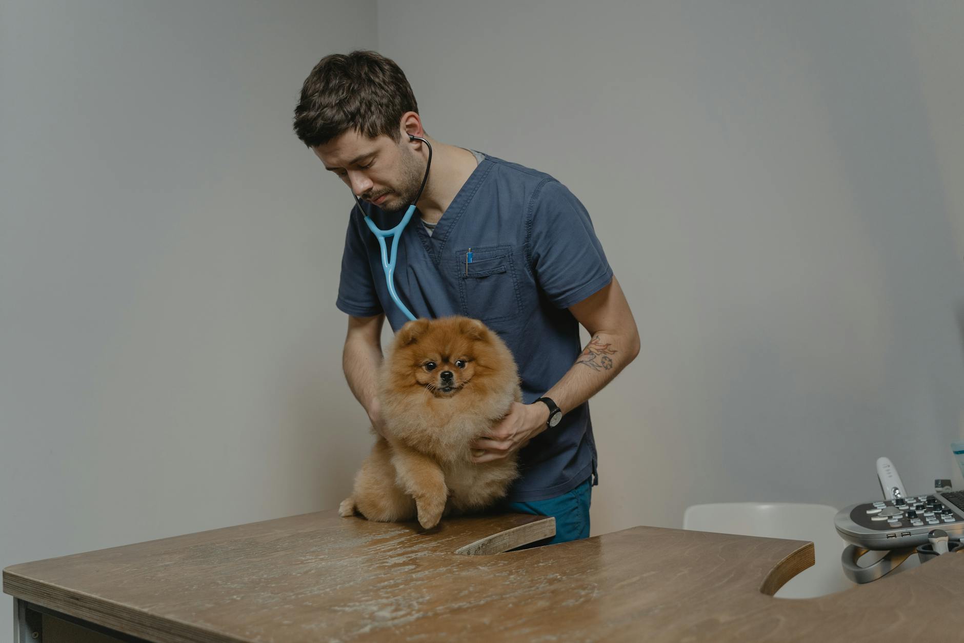 Clínica ou Hospital Veterinário 24h em Rondonópolis: Qual Escolher?