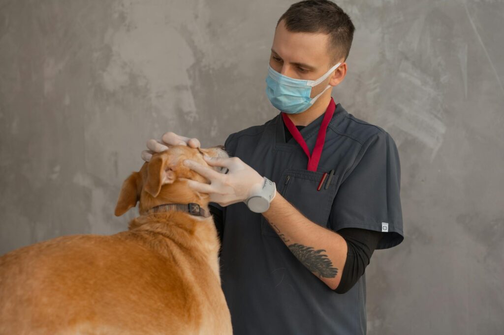 Exame no local vs laboratório: qual o melhor para seu cão?