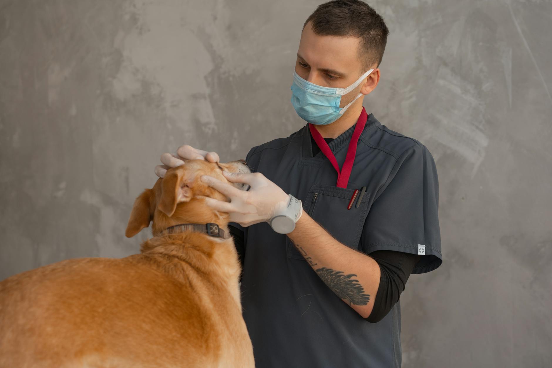 Exame no local vs laboratório: qual o melhor para seu cão?