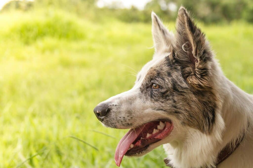 Leishmaniose em Rondonópolis: Guia Completo de Proteção para Pets