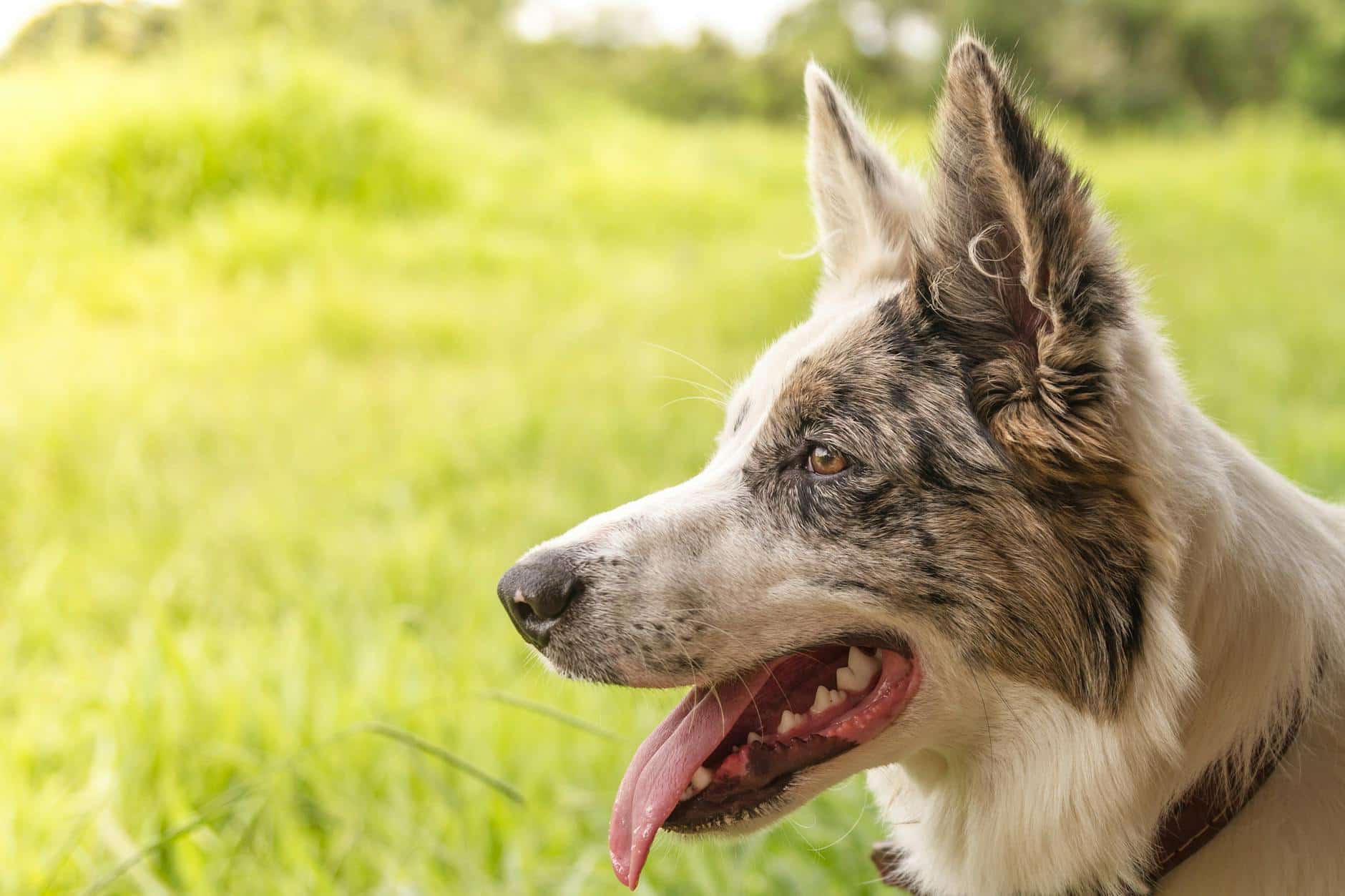 Leishmaniose em Rondonópolis: Guia Completo de Proteção para Pets