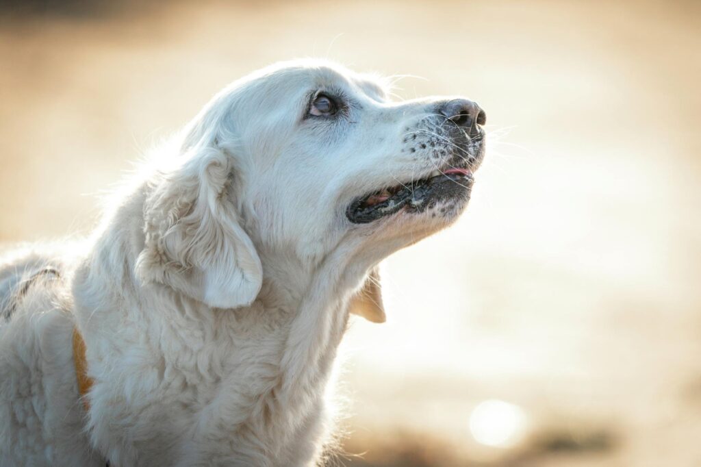 Check-up Vida Longa: Exames para Pets Idosos em Rondonópolis | Dr. Vet