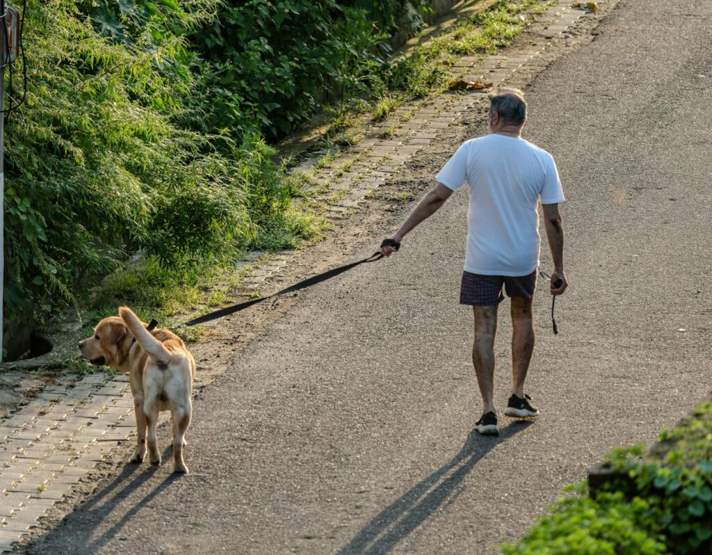 Longevidade Pet em Rondonópolis: Guia de Saúde e Prevenção | Dr. Vet