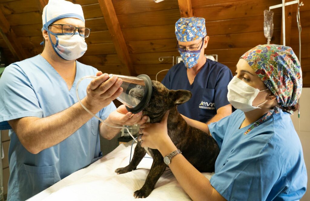 Saúde e Longevidade Pet em Rondonópolis: Guia Avançado Dr. Vet