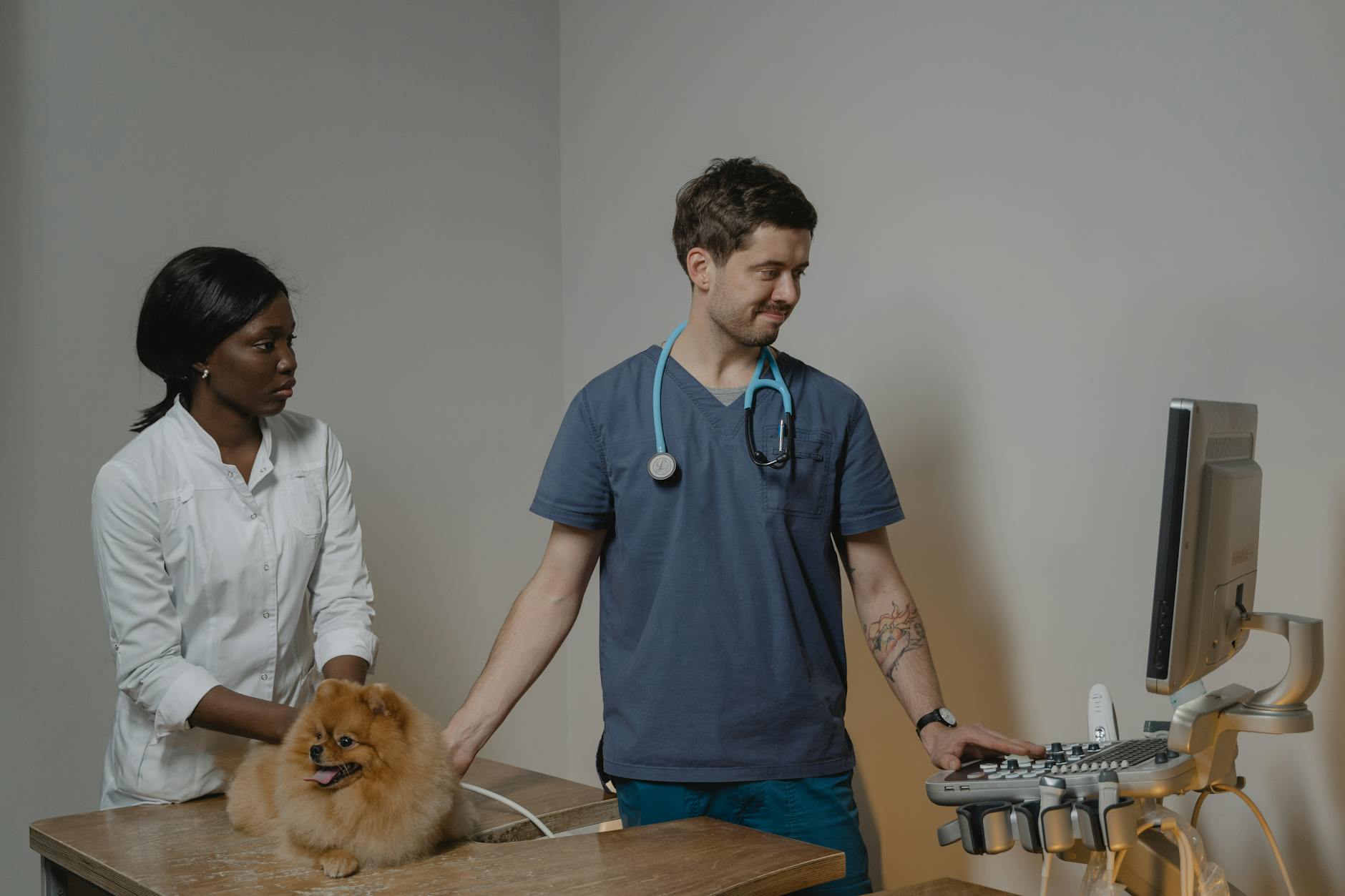 Ultrassom Pet em Rondonópolis: Diagnóstico Preciso na Dr. Vet